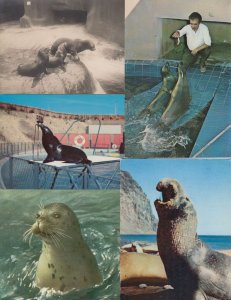 SEALIFE/DOLPHINS 44 Vintage ANIMALS Postcards pre-1970 (L3618)