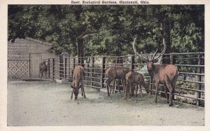 Deer Zoological Gardens Cincinnati Ohio Zoo Vintage Postcard