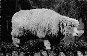 B98651 sheep mouton real photo   animals animaux