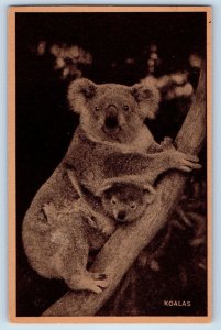 Victoria Autralia Postcard Koala Hanging with Its Child c1940's Unposted