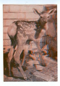 498599 USSR 1967 year Latvia Riga Zoo maral fawn stereo volumetric postcard