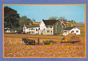 Amish Farmers During Summer Harvest