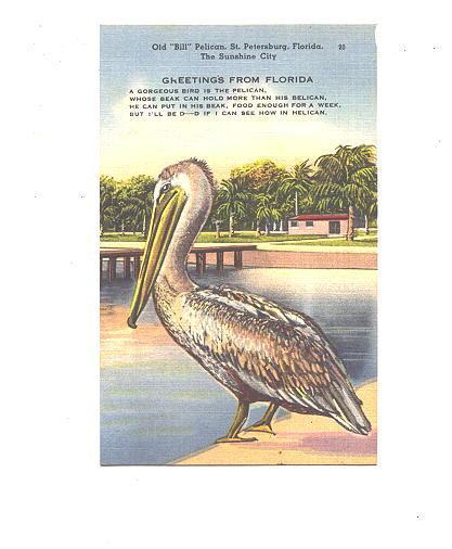 Old Bill, Pelican and Poem, St Petersburg, Florida,