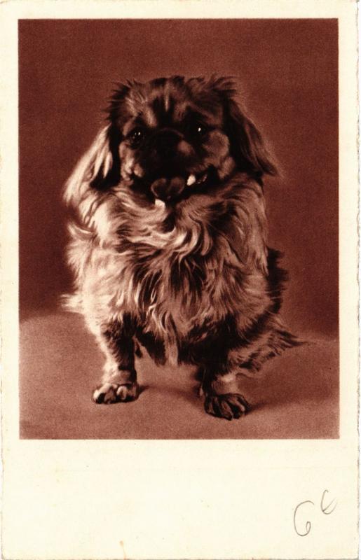 CPA AK Pekingese DOGS (729397)