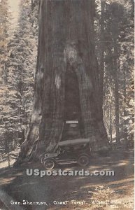 Giant Forest, Real Photo - Mariposa Grove, California CA  