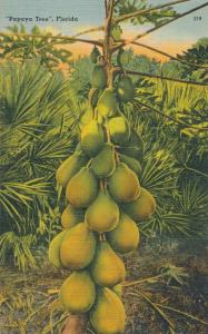 Fruit on the Papaya Tree FL, Florida - Linen
