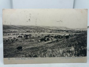 Antique Canadian Postcard Cattle Range Alberta Canada 1907