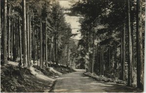 CPA Vizzavona - La Foret et le Route d'Ajaccio CORSICA - CORSE (1083659)