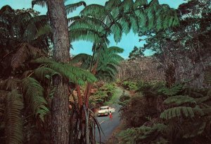 CONTINENTAL SIZE POSTCARD FERN FOREST NEAR KILWAUEA THE ISLAND OF HAWAII 1960s