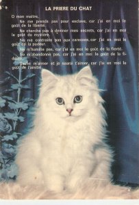 Cat with a poem. La priere du chat  Nice modern French   photo postcard