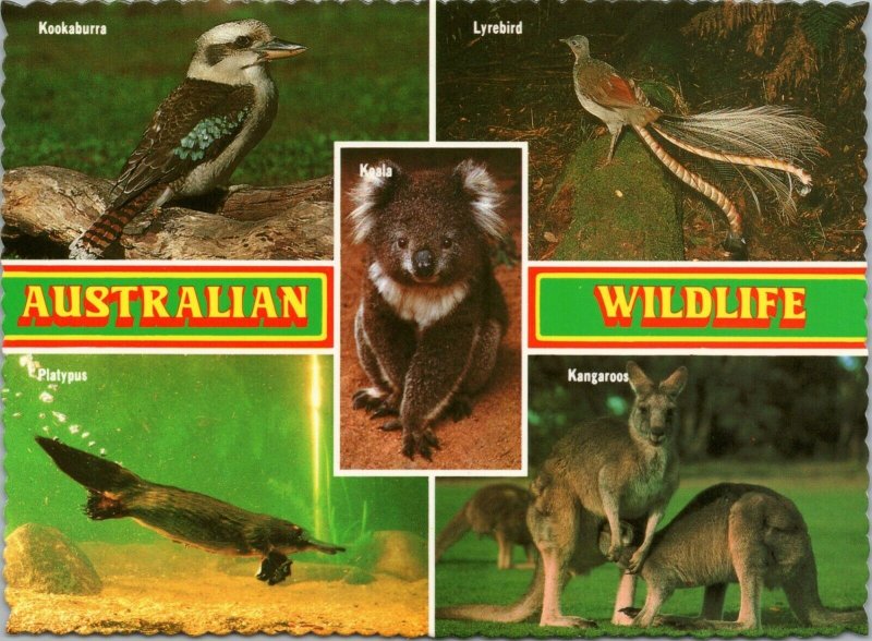 postcard Australia, NSW - Australian Wildlife multiview kookabura koala platypus