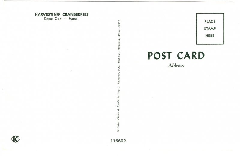 Harvesting Cranberries, Cape Cod, Massachusetts, Black Farm Workers