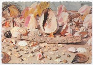 The Sunny Caribbean Sea Shells Many Types Tropical Treasures Vintage Postcard
