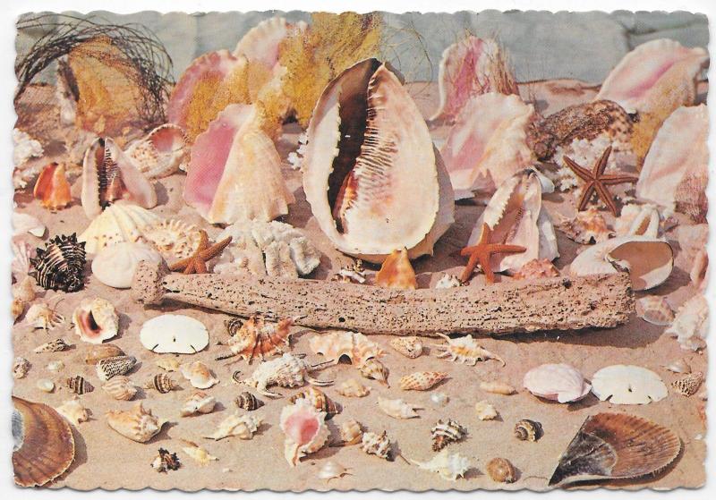 The Sunny Caribbean Sea Shells Many Types Tropical Treasures Vintage Postcard