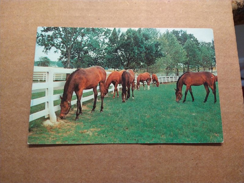 1960's Greetings from Tatum, Texas Horse Horses Farm Chrome Postcard