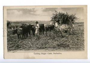 133064 BARBADOS Carting Sugar Cane Vintage postcard