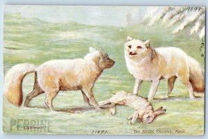 Postcard The Artic Regions White Foxes c1910 Unposted Oilette Tuck Art