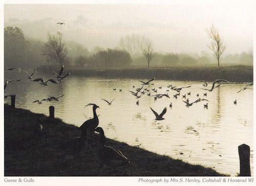 Coltishall Horstead Norfolk Geese Gulls Birds at Dusk Postcard