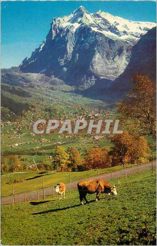 Modern Postcard Wetterhorn Grindelwald 3701 m Cow