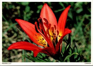 Canada Flowers The Prairie Lily