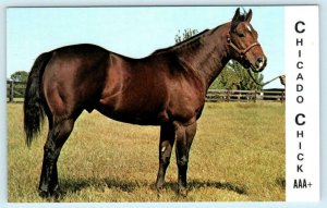 LOS MOLINOS, CA ~ Big M Stables CHICADO CHICK Horse Advertising AQHA Postcard