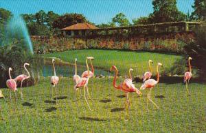 Florida Miami Florida Flamingos Parrot Jungle