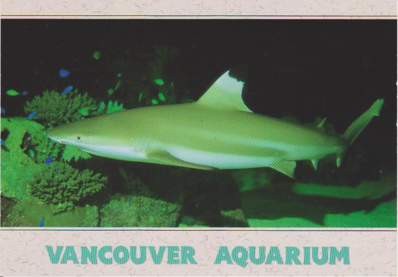 BLACK TIP REEF SHARK VANCOUVER AQUARIUM