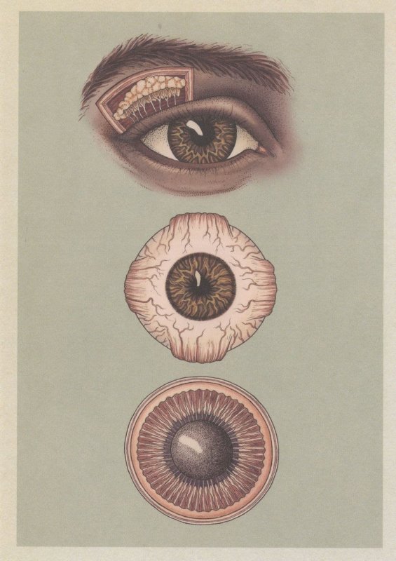 Human Eye Lacrimal Gland Eye Muscles Iris Pupil Postcard