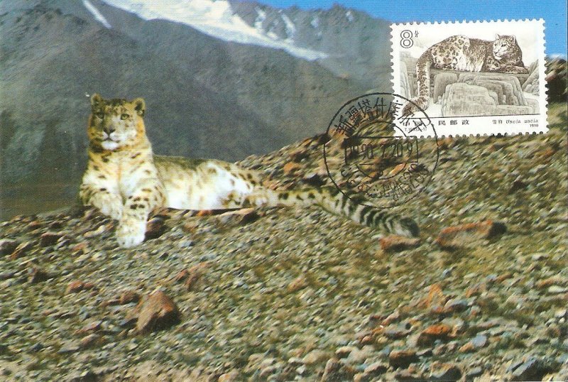 Animals. Snow Panther, Uncia Panther Chinese maximum card with stamp affixed