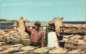 Canada La Gaspesie Cloridorme Dried Cod Gaspésie Chrome Postcard 03.81