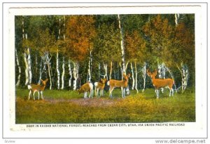 Deer in Kaibab National Forest, Near Cedar City, Utah, PU-1937