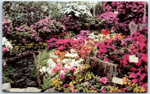 Postcard - Azalea Show In Lincoln Park Conservatory - Chicago, Illinois