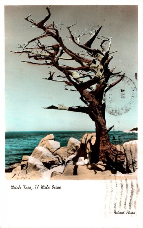 California 17 Mile Drive The Witch Tree 1973