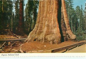 Sequoia National Park Sentinel Tree the Village Giant Sequoia  Postcard  # 6627