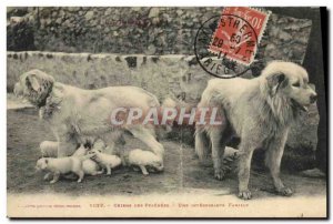 Old Postcard Dogs Pyrenees interesante A Family Dog