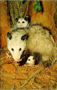 Opossum - [MX-661]
