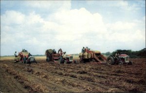 Dothan AL Harvesting Peanuts Agriculture Farm Equipment Vintage Postcard