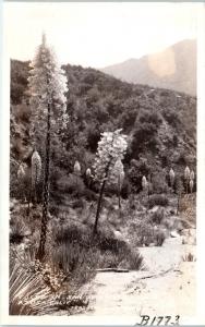 RPPC  AZUSA, CA  YUCCA in SAN GABRIEL CANYON   c1930s  Frasher B-1773  Postcard