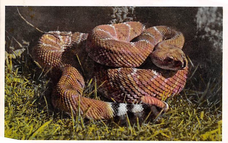 Red Diamond Rattlesnake Snakes / Reptiles Western United States Unused 