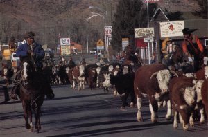 WY - Dubois. Cattle Drive Down Main Street