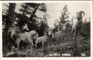 RPPC Big Horn Sheep Mountain Along the Canadian Pacific Postcard V10