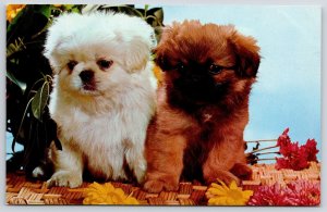 Mix Doubles Cute Little Pekingese Dogs Pet Photograph White And Brown Postcard