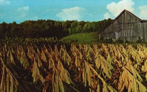 Vintage Postcard Harvesting Tobacco Leaves Small Tied Bundles in Barn Farming