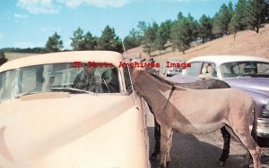 SD, Black Hills, South Dakota, Mountain Burros, 50s Cars,Colourpicture No P17991