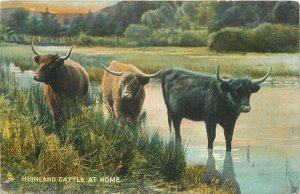 Postcard UK Scotland Tuck Highland Cattle at home 22-13899