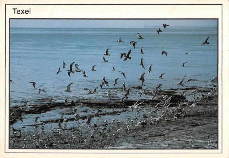 BT4741 Texel birds oisseaux Netherlands