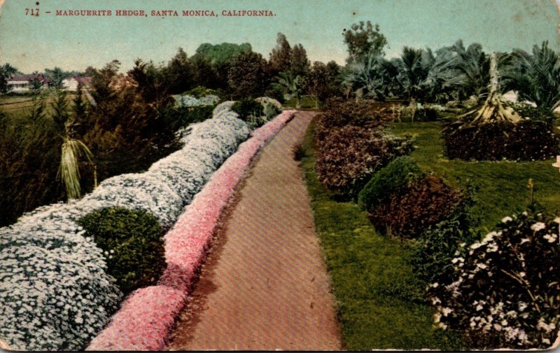 California Santa Monica Marguerite Hedges