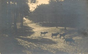 Cows herd pastures photography Raoul Lafont, Arcachon photo postcard France