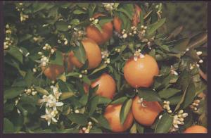 Oranges Postcard