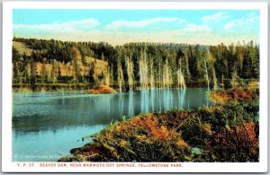 Beaverdam Mammoth Hot Springs Yellowstone National Park Wyoming WY Postcard